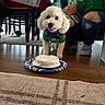 birthday, birthday_hat, bow_tie, cake, carpet, celebration, costume, curly_fur, dog, frosting, green_outfit, indoors, living_room, party, people, portrait, puppy, small_dog, white_fur, wood_floor