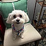 Bella Maria. is registered to the contest to win money with this photo: animal_accessory, bead_necklace, carpet, chair, cute, dog, domestic_animal, family_photos, fluffy, furniture, green_pillow, home_interior, indoor, looking_up, pet, portrait, sitting, small_dog, white_dog, wooden_shelf
