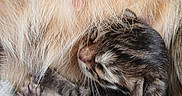 Kitten is registered to the contest to win money with this photo: animal, baby_animal, cat, close_up, cozy, cute, domestic_cat, fur, furry, kitten, mammal, mother_cat, newborn, nursing, pet, resting, sleeping, striped, tiny_paw, whiskers