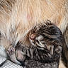 animal, baby_animal, cat, close_up, cozy, cute, domestic_cat, fur, furry, kitten, mammal, mother_cat, newborn, nursing, pet, resting, sleeping, striped, tiny_paw, whiskers