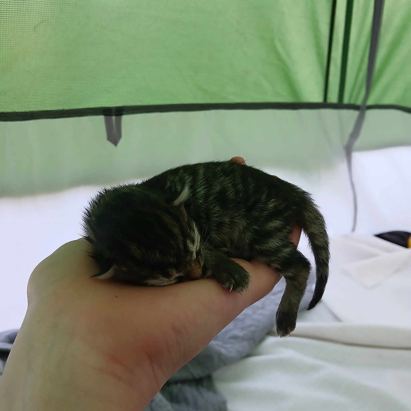 Kitten