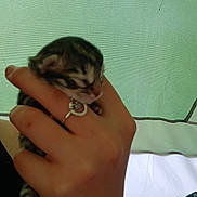 Kitten is registered to the contest to win money with this photo: animal, closeup, cozy, cute, feline, fingers, green_background, hand, human_hand, indoor, kitten, newborn, pet, resting, ring, sleeping, small, soft_light, tender, young