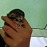 animal, closeup, cozy, cute, feline, fingers, green_background, hand, human_hand, indoor, kitten, newborn, pet, resting, ring, sleeping, small, soft_light, tender, young