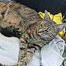 Kitten joined the competition — help win amazing prizes! animal, cat, close_up, container, cozy, cute, domestic_animal, feline, kitten, lying_down, mother_cat, pet, resting, sleepy, straw, tabby_cat, towel, white_towel, yellow_towel, young_kitten