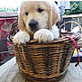 animal, background, basket, chair, curious, cute, daylight, dog, domestic_animal, furniture, furry, golden_retriever, household, outdoor, pet, puppy, table, wicker_basket, wooden_table, young_dog