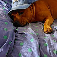 Tao a rejoint le concours — aidez-le/la à gagner de superbes lots ! dog, brown_dog, cap, baseball_cap, sleeping, resting, blanket, polka_dots, purple_blanket, green_dots, paw, pet, indoor, cozy, relaxed, cute, animal, canine, fur, headwear