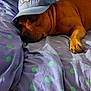 dog, brown_dog, cap, baseball_cap, sleeping, resting, blanket, polka_dots, purple_blanket, green_dots, paw, pet, indoor, cozy, relaxed, cute, animal, canine, fur, headwear