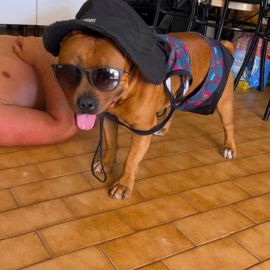 Tao participe au concours pour gagner de l'argent avec cette photo : animal, appliance, arm, brown_dog, cabinet, chair, clothing, dog, floor, funny, hat, indoor, kitchen, person, pet, sunglasses, table, tile, tongue, vest