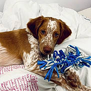 Snow a rejoint le concours — aidez-le/la à gagner de superbes lots ! animal, beagle, bed, bedroom, blanket, canine, cockerspaniel, couch, cushion, dog, furniture, homedecor, hound, indoors, linen, pet, pointer, puppy, room, terrier