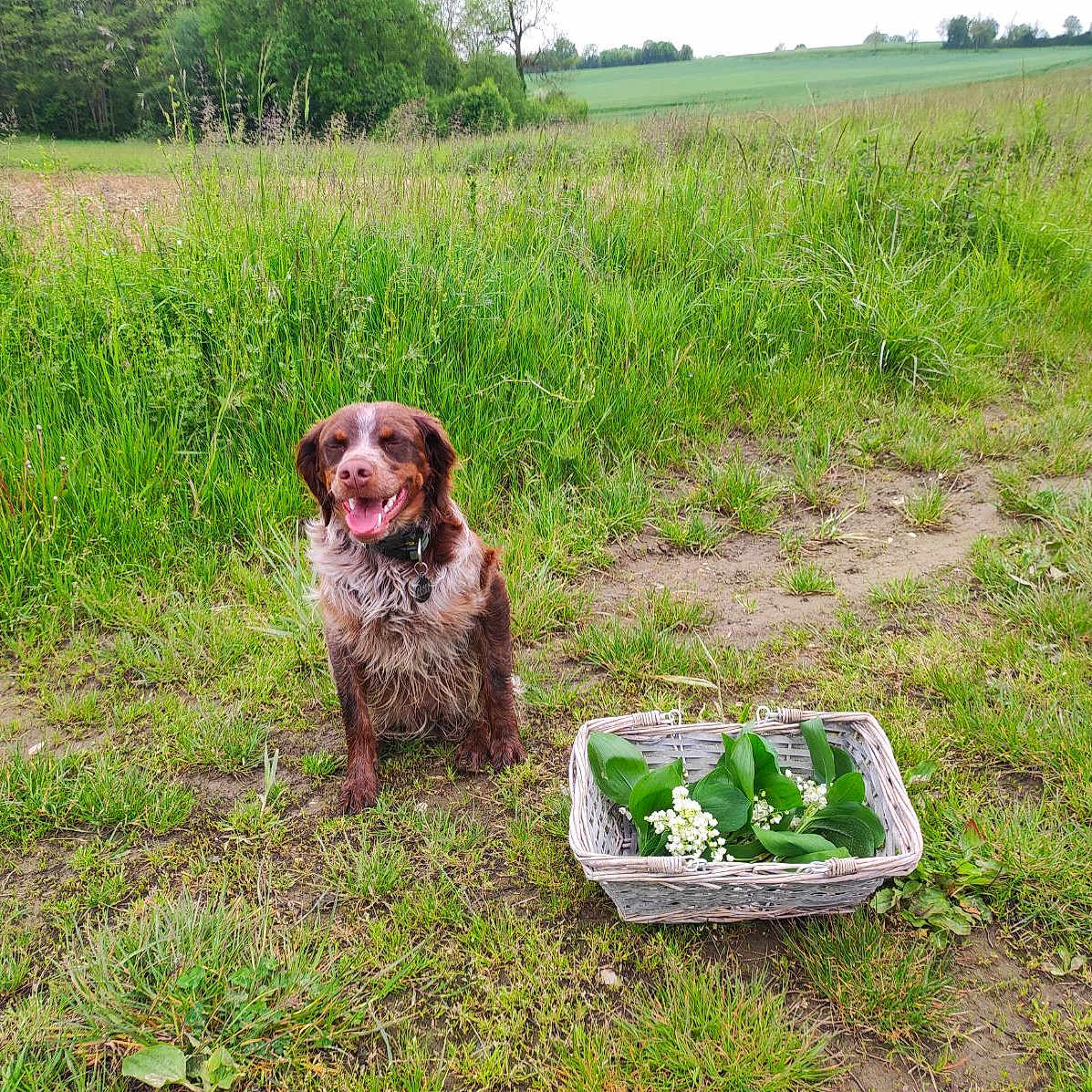 Ulk participe au concours pour gagner de l'argent avec cette photo : animal, basket, canine, dog, field, grass, grassland, green, herbal, herbs, jar, leaf, nature, outdoors, pet, plant, planter, puppy, soil, vegetation