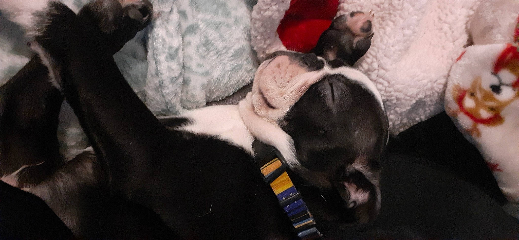 Bonbon is registered to the contest to win money with this photo: canidae, carnivore, comfort, companion_dog, dog, dog_breed, ear, fawn, felidae, fur, gesture, grey, nap, small_to_medium_sized_cats, snout, sporting_group, tail, toy_dog, whiskers, working_animal