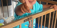 Alek participe au concours pour gagner de l'argent avec cette photo : toddler, child, playpen, toys, indoor, wooden_bars, smiling, blue_shirt, barefoot, colorful, play_area, baby, cute, happy, person, young_child, furniture, plant, window, floor_mat