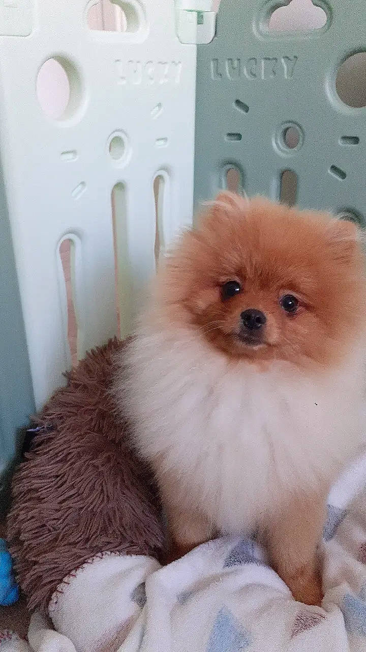 Noucky a rejoint le concours — aidez-le/la à gagner de superbes lots ! ancient_dog_breeds, canidae, carnivore, companion_dog, dog, dog_breed, fawn, fur, german_spitz, german_spitz_klein, liver, maltepoo, non_sporting_group, pomeranian, spitz, sporting_group, toy_dog, white, working_animal