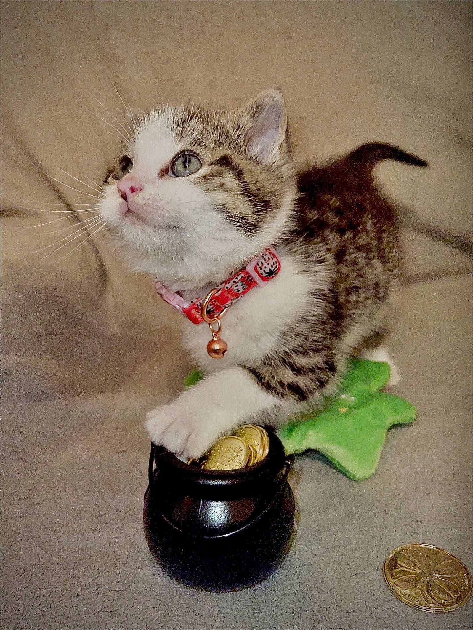 Ophelia is registered to the contest to win money with this photo: art, bowl, carnivore, cat, cat_supply, cup, domestic_short_haired_cat, drinkware, fashion_accessory, felidae, jewellery, paw, pet_supply, porcelain, serveware, small_to_medium_sized_cats, still_life_photography, tableware, tail, whiskers