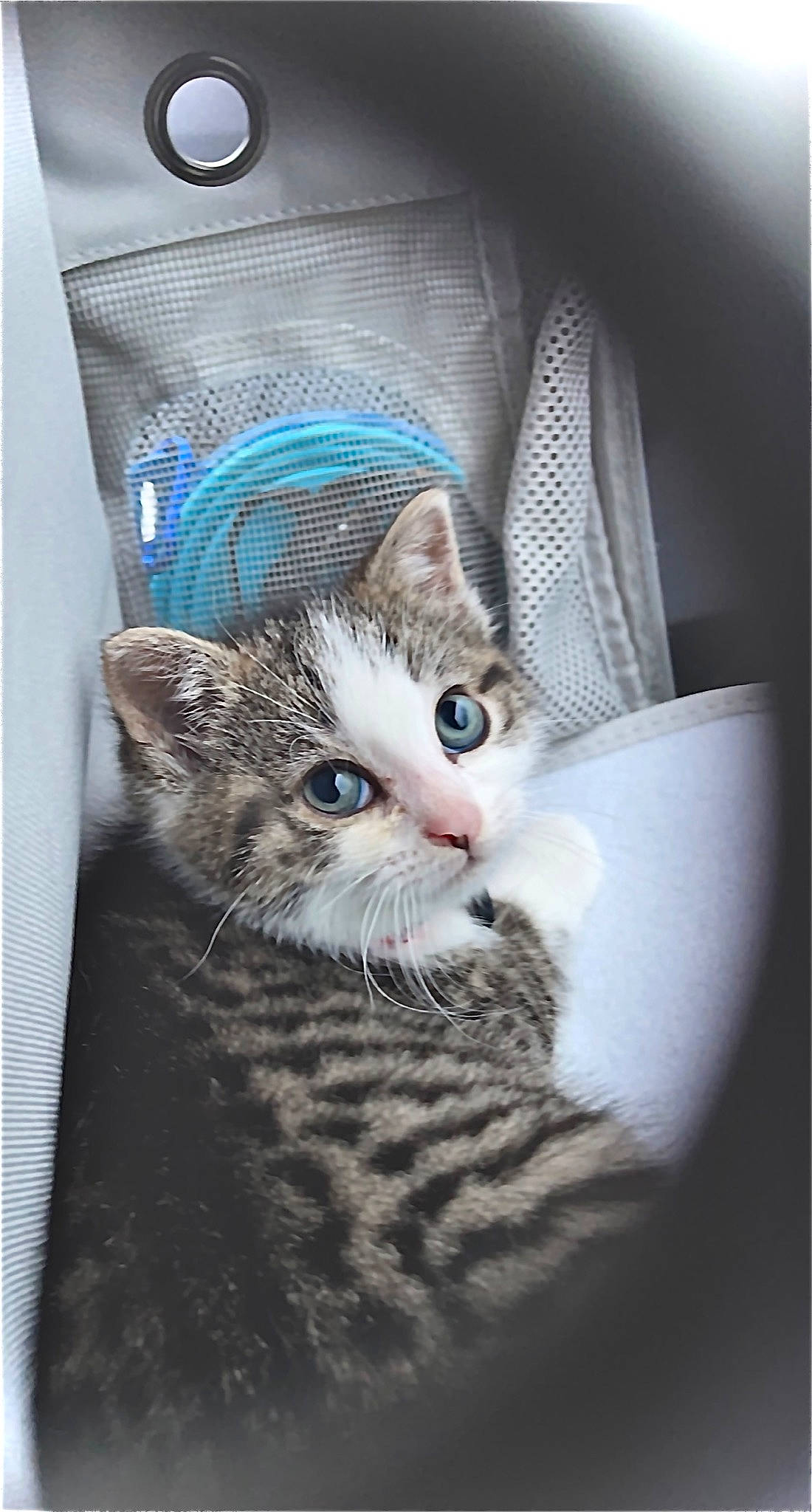 Ophelia is registered to the contest to win money with this photo: carnivore, cat, claw, comfort, domestic_short_haired_cat, ear, eyelash, felidae, fur, paw, photo_caption, small_to_medium_sized_cats, snout, terrestrial_animal, whiskers