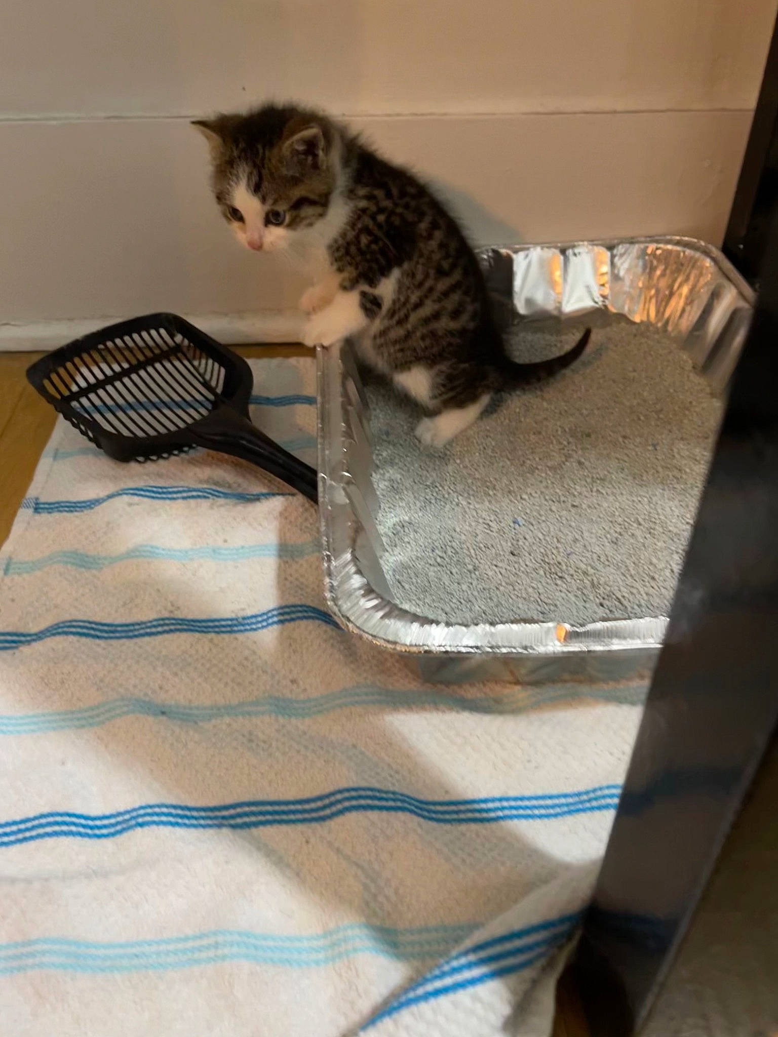 Ophelia joined the competition — help win amazing prizes! bed, bed_sheet, bedding, carnivore, cat, cat_supply, comfort, domestic_short_haired_cat, felidae, flooring, fur, grey, hardwood, linens, pet_supply, room, small_to_medium_sized_cats, tail, whiskers, wood