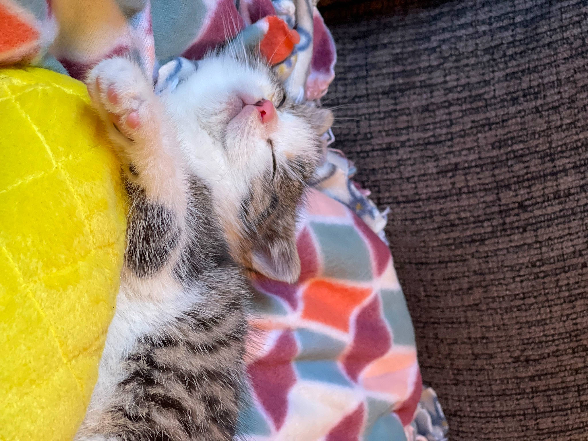 Ophelia joined the competition — help win amazing prizes! carnivore, cat, cat_supply, cat_toy, claw, comfort, domestic_short_haired_cat, fawn, felidae, foot, fur, nail, pattern, paw, small_to_medium_sized_cats, snout, tail, terrestrial_animal, whiskers, wildlife