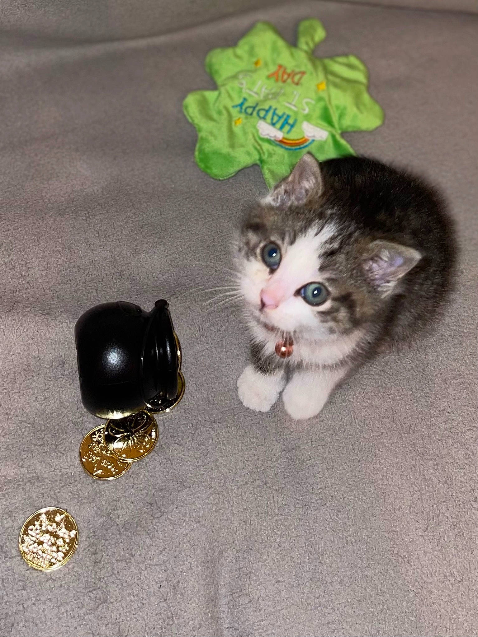 Ophelia is registered to the contest to win money with this photo: body_jewelry, bracelet, carnivore, cat, claw, domestic_short_haired_cat, fashion_accessory, fawn, felidae, fur, hat, jewellery, metal, paw, sleeve, small_to_medium_sized_cats, stuffed_toy, tail, toy, whiskers