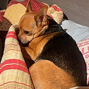 Lucky participe au concours pour gagner de l'argent avec cette photo : animal, bed, blanket, brown_dog, calm, companion, cozy, cute, dog, fur, headboard, indoors, pet, pillow, relaxed, resting, sleepy, small_dog, striped_blanket, warm_light