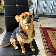 Lucky participe au concours pour gagner de l'argent avec cette photo : dog, chair, kitchen, tile_floor, black_fur, tan_fur, small_dog, pet, domestic, furniture, appliance, washing_machine, floor_rug, indoor, animal, sitting, alert, face, paw, household