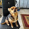dog, chair, kitchen, tile_floor, black_fur, tan_fur, small_dog, pet, domestic, furniture, appliance, washing_machine, floor_rug, indoor, animal, sitting, alert, face, paw, household