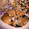 animal, bed, christmas_tree, companion, cozy, cute, decorations, dog, festive, friendship, fur, gift, holiday_lights, indoor, ornaments, pet, present, small_dog, snuggling, warm