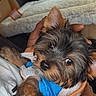 Whiskey is registered to the contest to win money with this photo: animal, black_fur, blanket, blue_clothing, brown_fur, car_interior, cozy, cute, dog, fur, hand, indoors, looking_up, person, pet, portrait, puppy, small_dog, snuggled, towel