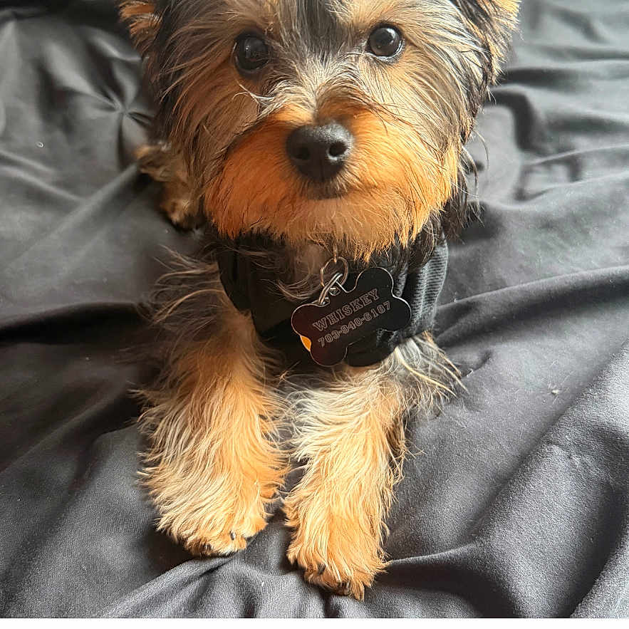 Whiskey