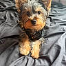 Whiskey joined the competition — help win amazing prizes! adorable, alert, animal, bed, black_bedspread, canine, collar, cute, dog, ears, fluffy, fur, indoors, looking_at_camera, lying_down, pet, puppy, small_dog, tag, whiskers
