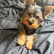 Whiskey is registered to the contest to win money with this photo: adorable, animal, bed, black_bedspread, companion, curious, cute, dog, ears, fluffy, fur, indoor, looking_at_camera, lying_down, natural_light, pet, portrait, puppy, small_dog, yorkshire_terrier