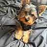 adorable, animal, bed, black_bedspread, companion, curious, cute, dog, ears, fluffy, fur, indoor, looking_at_camera, lying_down, natural_light, pet, portrait, puppy, small_dog, yorkshire_terrier