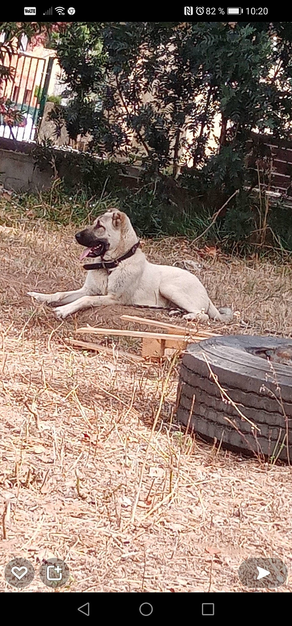 Boy a rejoint le concours — aidez-le/la à gagner de superbes lots ! canidae, carnivore, companion_dog, dog, dog_breed, dog_supply, fawn, forest, grass, gun_dog, pet_supply, plant, soil, sporting_group, tail, tree, twig, wood, woodland, working_animal