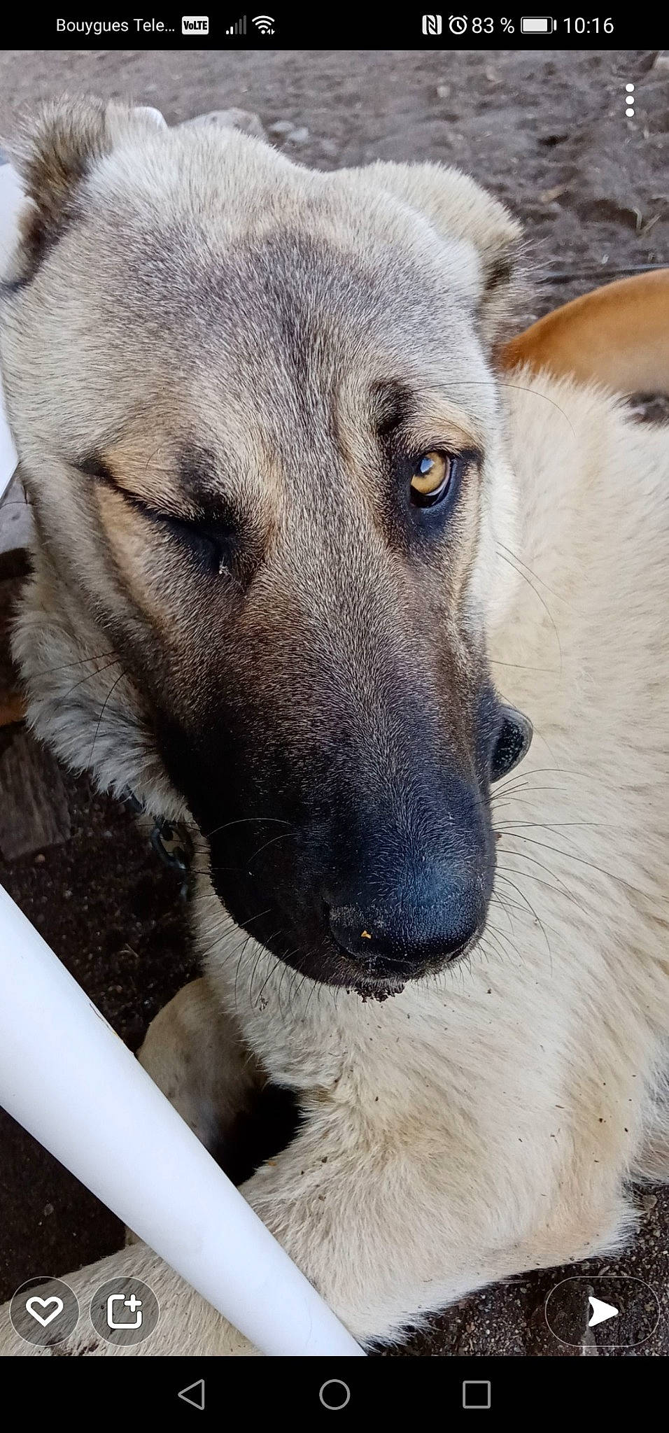 Boy participe au concours pour gagner de l'argent avec cette photo : ancient_dog_breeds, carnivore, companion_dog, dog, dog_breed, eye, fawn, fur, snout, sporting_group, street_dog, terrestrial_animal, whiskers, wildlife, working_dog