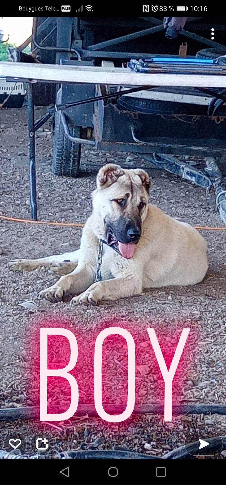 Boy a rejoint le concours — aidez-le/la à gagner de superbes lots ! advertising, canidae, carnivore, collar, companion_dog, dog, dog_breed, dog_supply, fawn, font, non_sporting_group, paw, photo_caption, snout, sporting_group, terrestrial_animal, working_dog