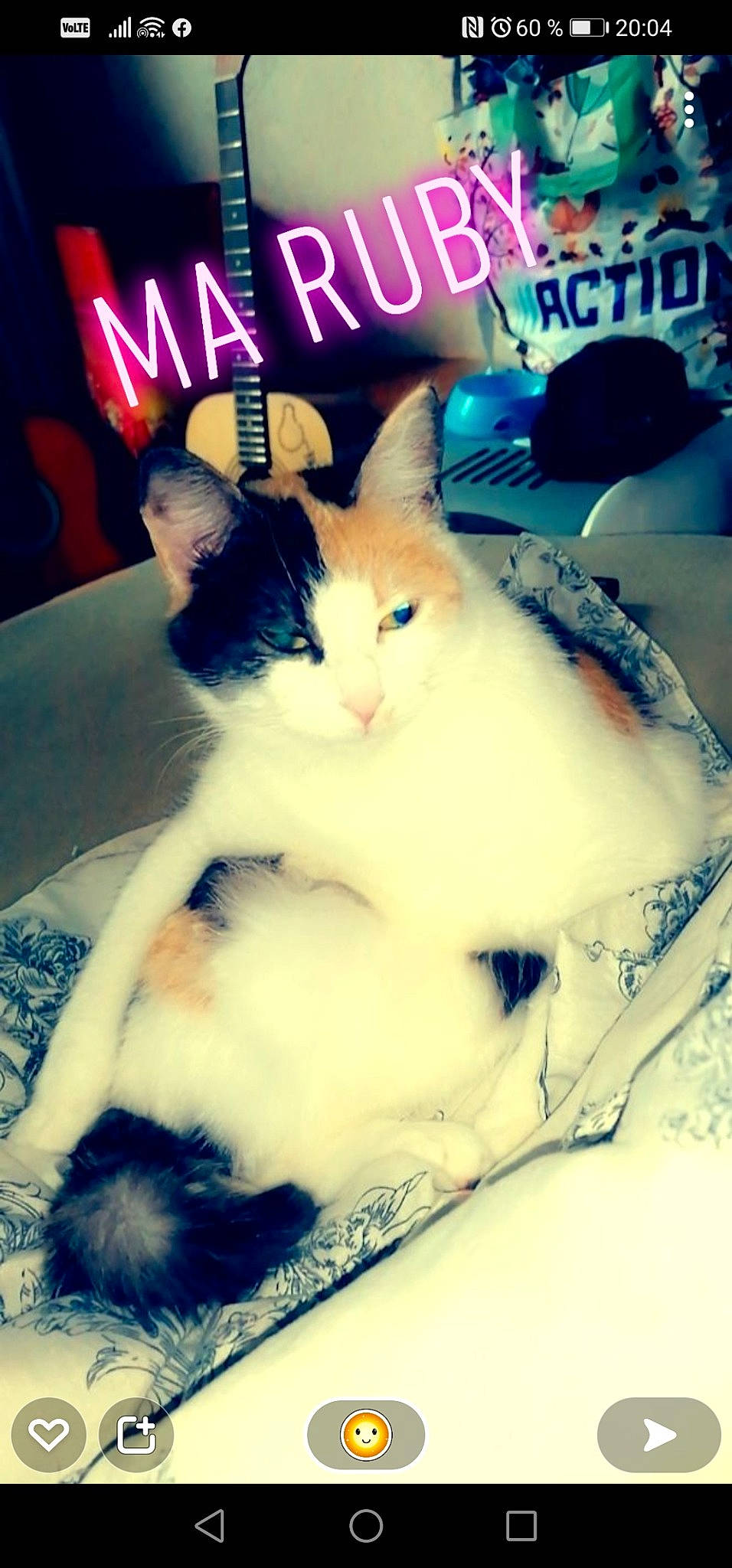 Ruby a rejoint le concours — aidez-le/la à gagner de superbes lots ! carnivore, cat, claw, cloud, comfort, companion_dog, domestic_short_haired_cat, felidae, font, foot, fur, lap, light, paw, photo_caption, room, sky, small_to_medium_sized_cats, tail, whiskers