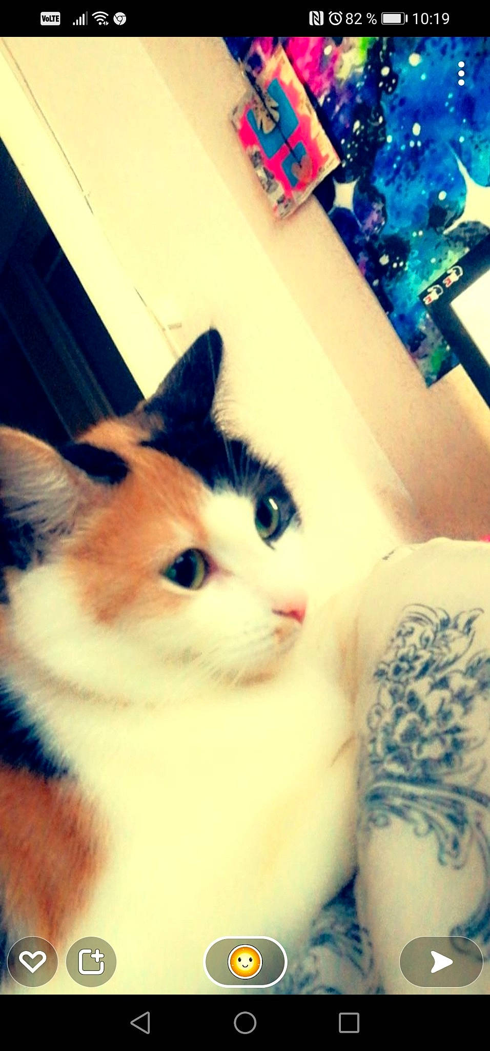 Ruby participe au concours pour gagner de l'argent avec cette photo : blue, carnivore, cat, domestic_short_haired_cat, felidae, fur, human_leg, nail, pattern, paw, small_to_medium_sized_cats, snout, square, tail, whiskers, window, wood, wrist