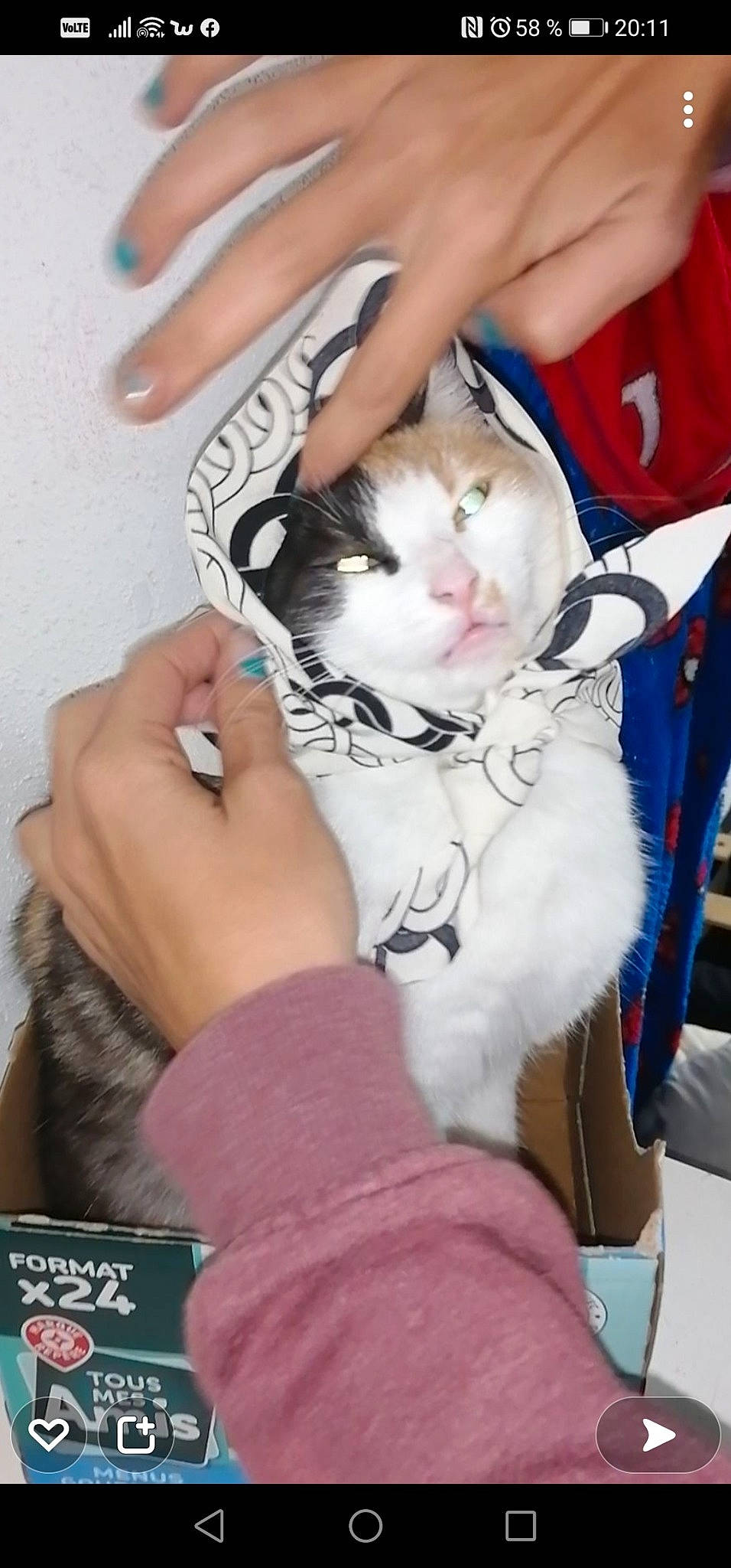 Ruby participe au concours pour gagner de l'argent avec cette photo : canidae, carnivore, cat, companion_dog, domestic_short_haired_cat, fawn, felidae, finger, fur, gesture, human_leg, lap, nail, small_to_medium_sized_cats, tail, textile, thumb, whiskers, white, wrist