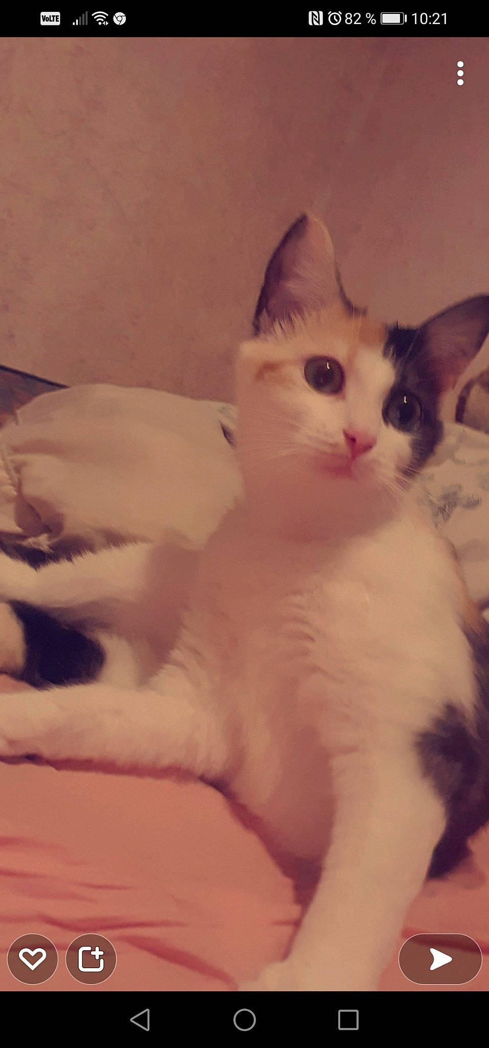 Ruby participe au concours pour gagner de l'argent avec cette photo : carnivore, cat, claw, comfort, domestic_short_haired_cat, ear, felidae, foot, fur, iris, paw, sitting, small_to_medium_sized_cats, snout, tail, whiskers