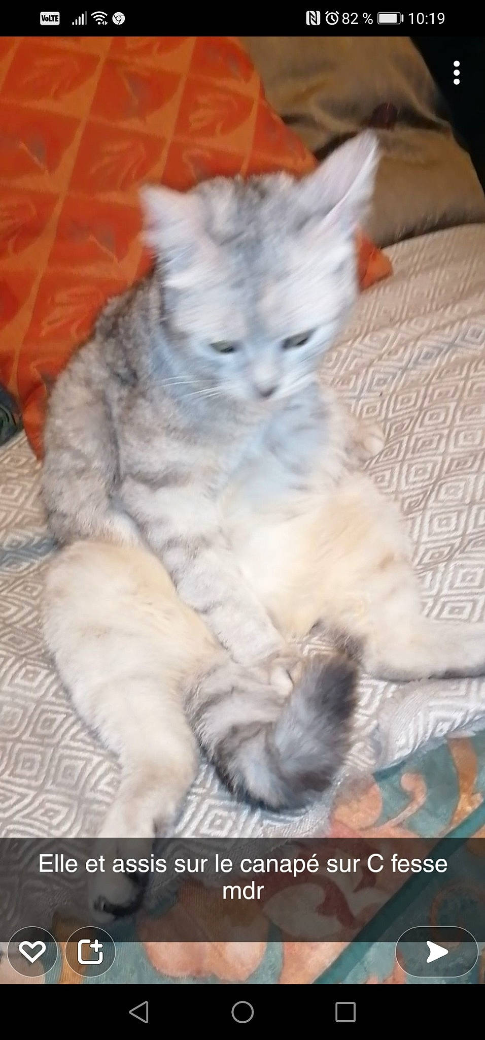 Princesse participe au concours pour gagner de l'argent avec cette photo : carnivore, cat, claw, comfort, domestic_short_haired_cat, fawn, felidae, fur, nap, paw, ragdoll, selkirk_rex, small_to_medium_sized_cats, snout, tail, terrestrial_animal, whiskers