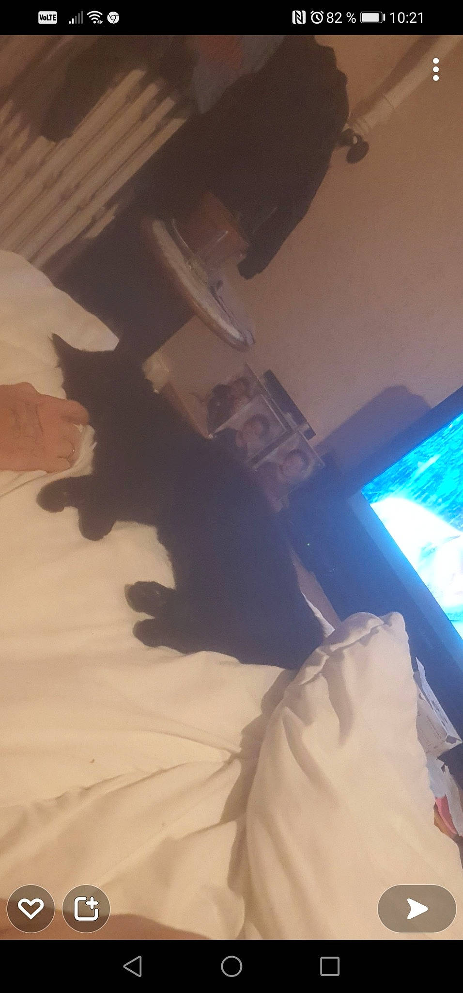 Prince a rejoint le concours — aidez-le/la à gagner de superbes lots ! bedding, carnivore, comfort, companion_dog, dog_breed, fawn, felidae, floor, flooring, fur, hardwood, human_leg, linens, room, small_to_medium_sized_cats, tail, tints_and_shades, vehicle_door, windshield, wood