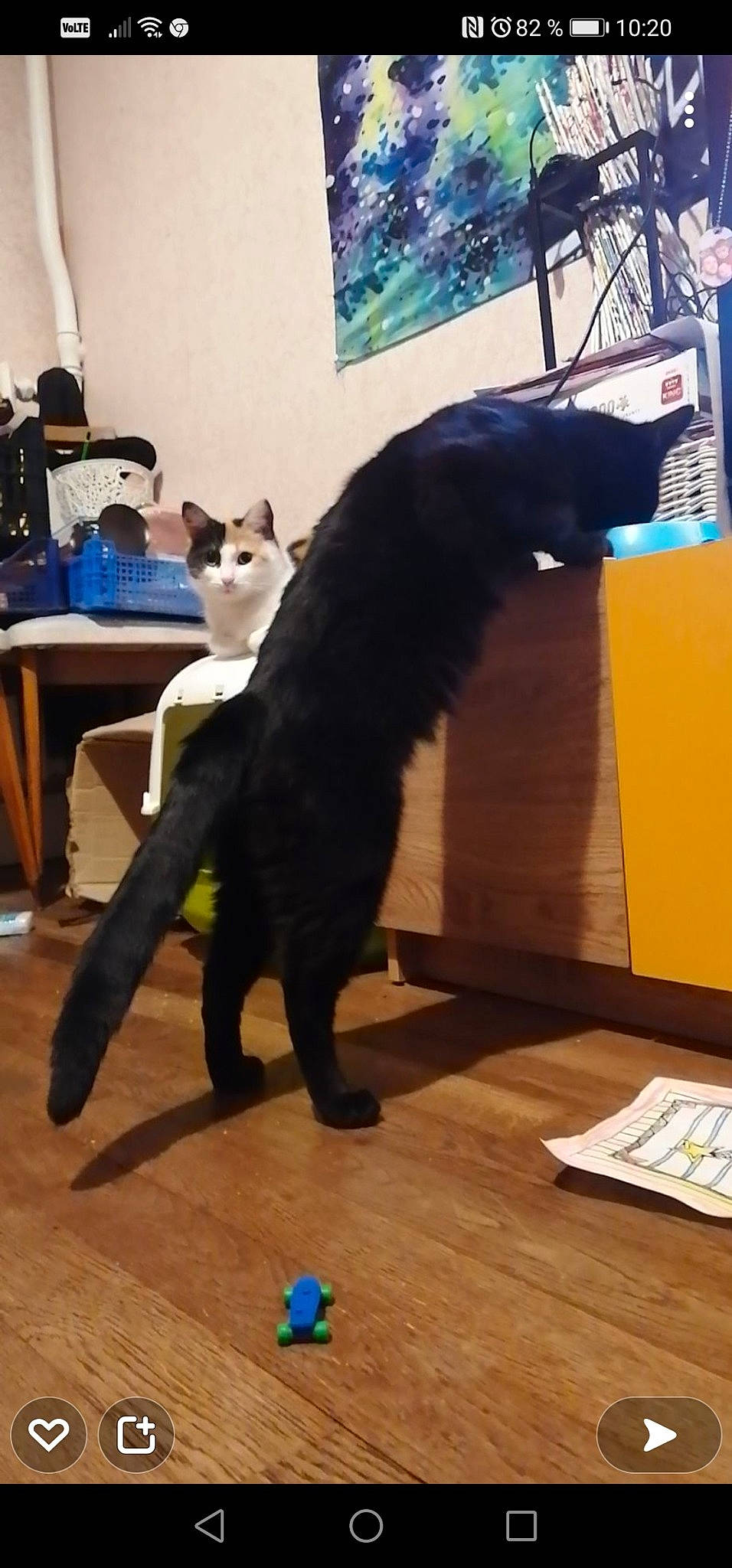 Prince participe au concours pour gagner de l'argent avec cette photo : black_cat, blue, carnivore, cat, comfort, dog_breed, domestic_short_haired_cat, felidae, floor, flooring, fur, hardwood, room, small_to_medium_sized_cats, table, tail, whiskers, window, wood, wood_flooring