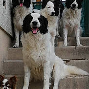 Omer a rejoint le concours — aidez-le/la à gagner de superbes lots ! dog, dogs, stairs, outdoor, black_and_white, pet, animal, canine, sitting, standing, tongue_out, fur, group, building, concrete, steps, alert, portrait, companions, friendly
