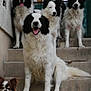 dog, dogs, stairs, outdoor, black_and_white, pet, animal, canine, sitting, standing, tongue_out, fur, group, building, concrete, steps, alert, portrait, companions, friendly