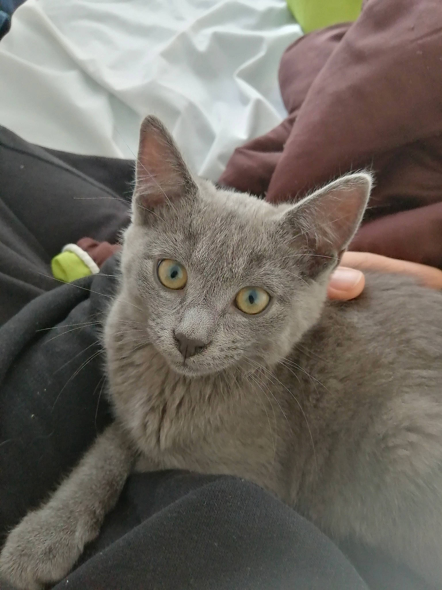 Nuage D'Encens participe au concours pour gagner de l'argent avec cette photo : carnivore, cat, cat_supply, comfort, domestic_short_haired_cat, felidae, fur, grey, russian_blue, small_to_medium_sized_cats, snout, whiskers