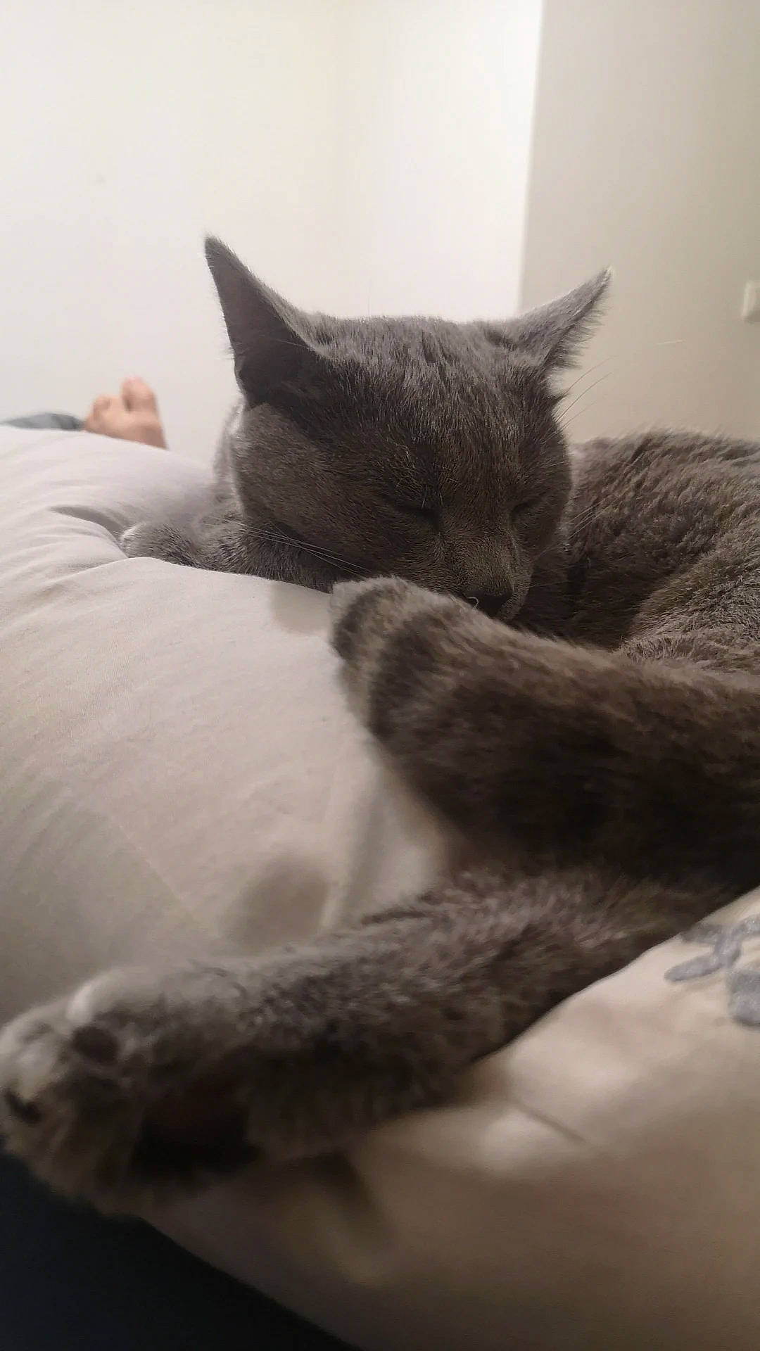 Nuage D'Encens a rejoint le concours — aidez-le/la à gagner de superbes lots ! carnivore, cat, chair, comfort, domestic_short_haired_cat, eye, felidae, fur, grey, human_leg, linens, monochrome, monochrome_photography, nap, paw, small_to_medium_sized_cats, snout, tail, vertebrate, whiskers