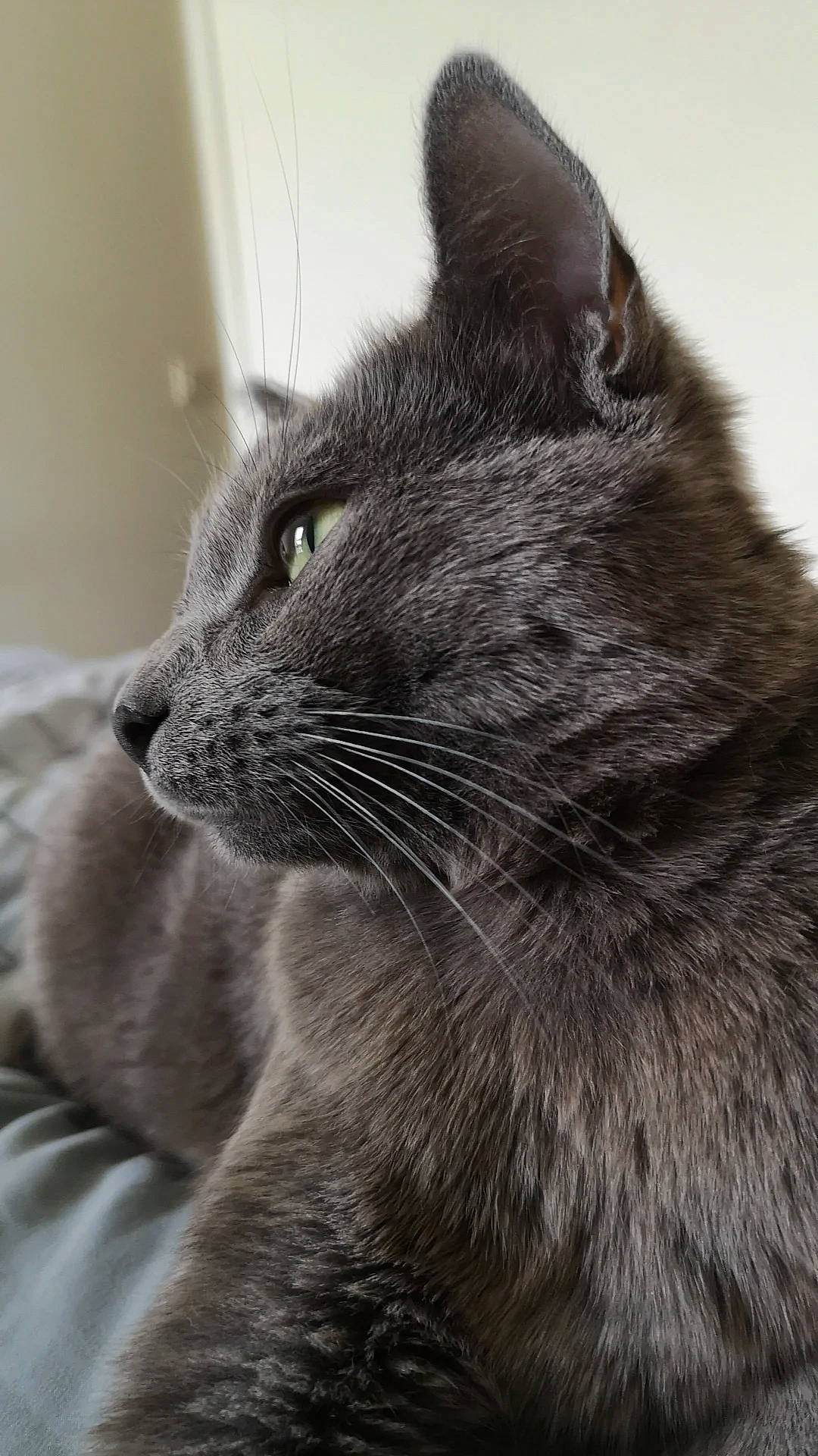 Nuage D'Encens a rejoint le concours — aidez-le/la à gagner de superbes lots ! black_cat, carnivore, cat, close_up, comfort, domestic_short_haired_cat, eye, felidae, fur, grey, iris, monochrome_photography, small_to_medium_sized_cats, snout, terrestrial_animal, tree, whiskers