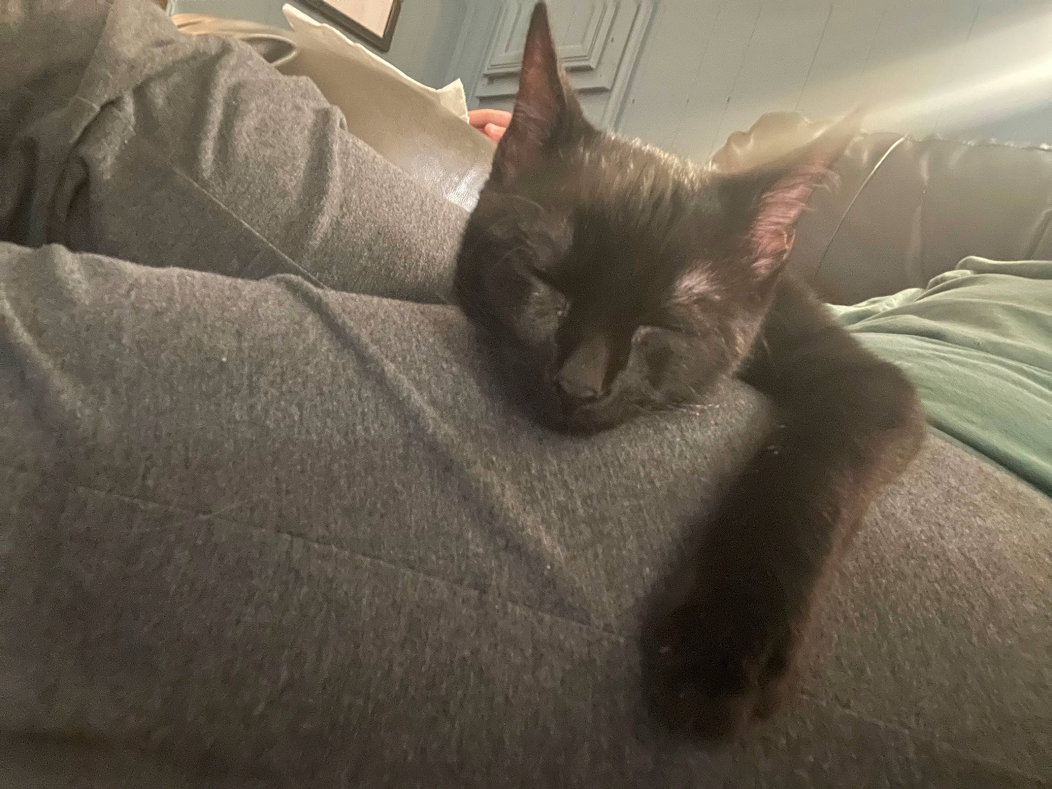 Binx joined the competition — help win amazing prizes! carnivore, cat, claw, comfort, darkness, domestic_short_haired_cat, felidae, fur, grey, human_leg, paw, small_to_medium_sized_cats, snout, tail, terrestrial_animal, whiskers