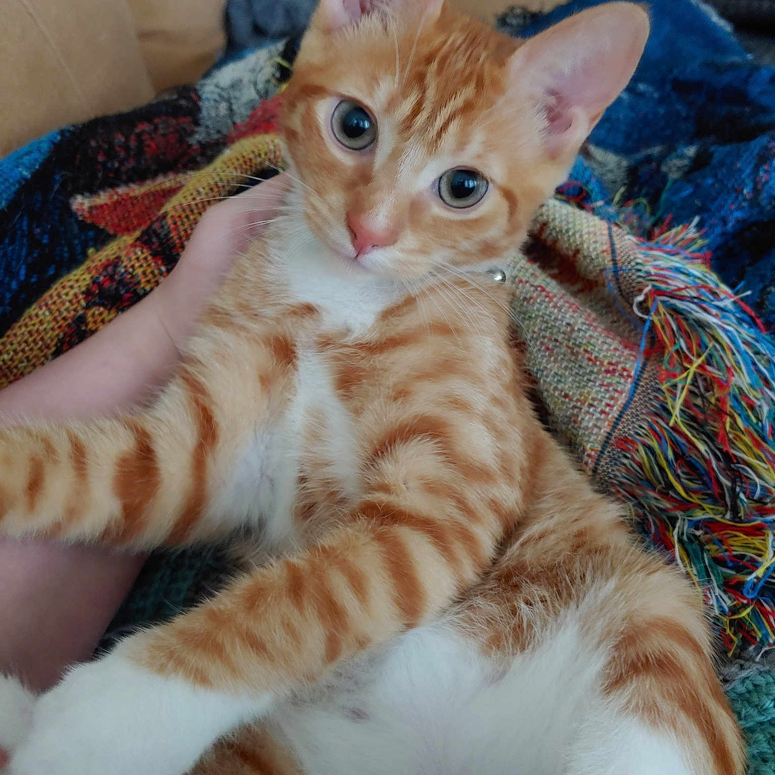 Tybolt joined the competition — help win amazing prizes! aegean_cat, american_wirehair, arabian_mau, asian, australian_mist, carnivore, cat, european_shorthair, fawn, felidae, fur, german_rex, kitten, mammal, oriental_shorthair, small_to_medium_sized_cats, sokoke, tabby_cat, vertebrate, whiskers