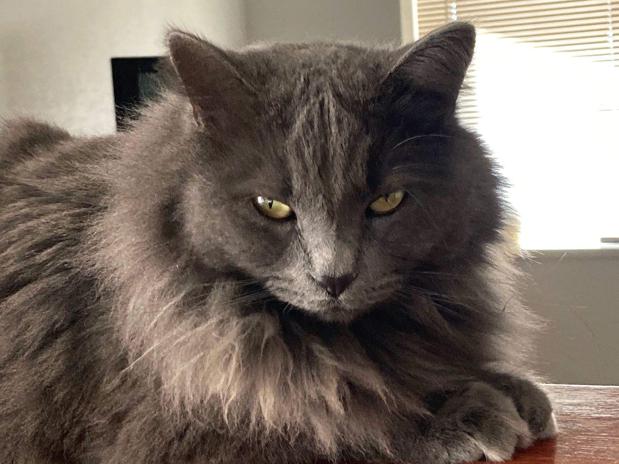 Sage is registered to the contest to win money with this photo: black_cat, british_longhair, carnivore, cat, claw, domestic_short_haired_cat, felidae, fur, grey, monochrome, monochrome_photography, small_to_medium_sized_cats, snout, tail, terrestrial_animal, whiskers, window, window_blind