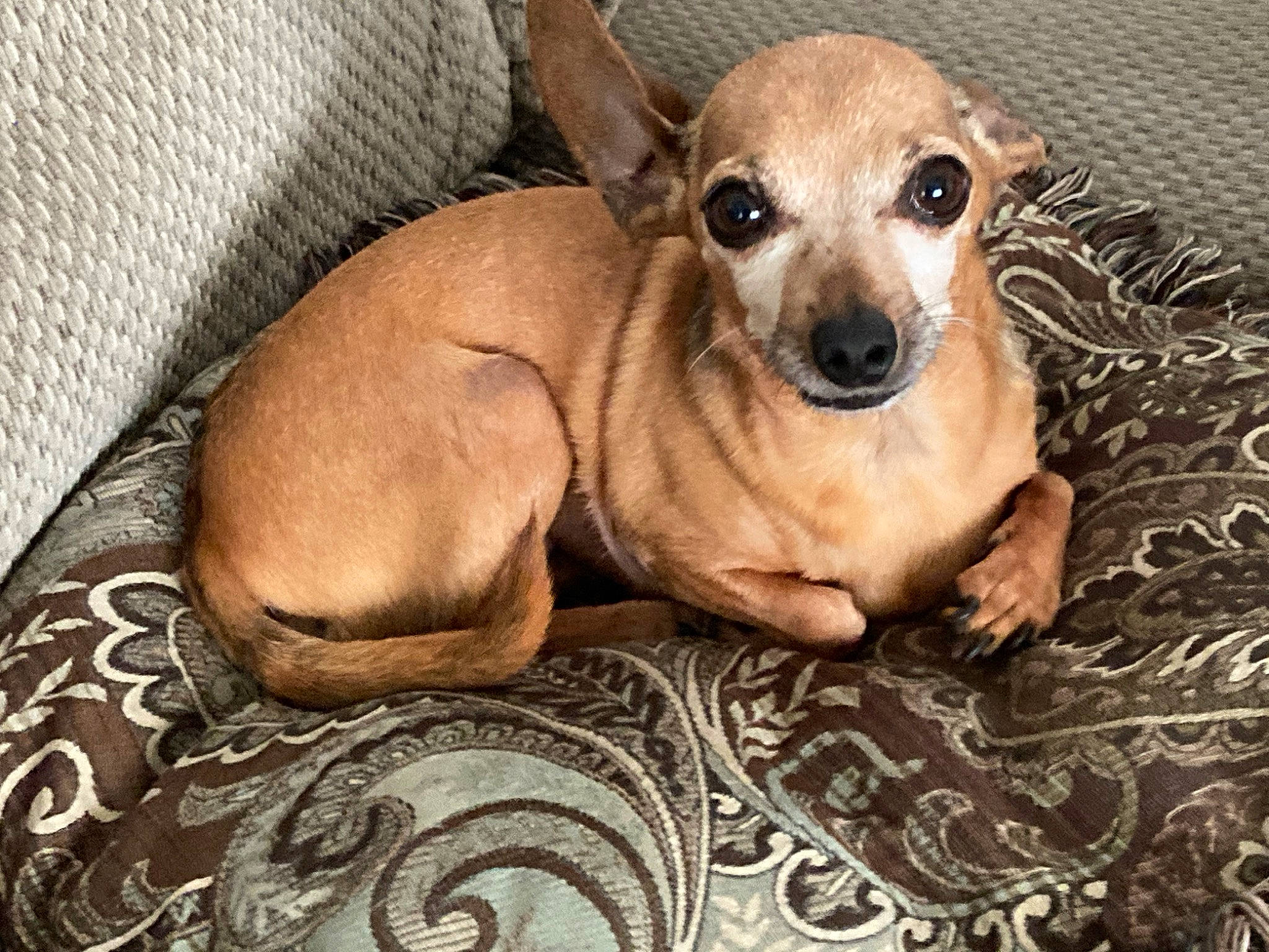 Radar is registered to the contest to win money with this photo: canidae, carnivore, chihuahua, comfort, companion_dog, corgi_chihuahua, dog, dog_breed, dog_supply, ear, fawn, fur, linens, paw, puppy, snout, sporting_group, terrestrial_animal, toy_dog, whiskers